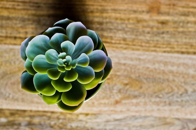 Photo plante domestique - succulente verte. vue de dessus