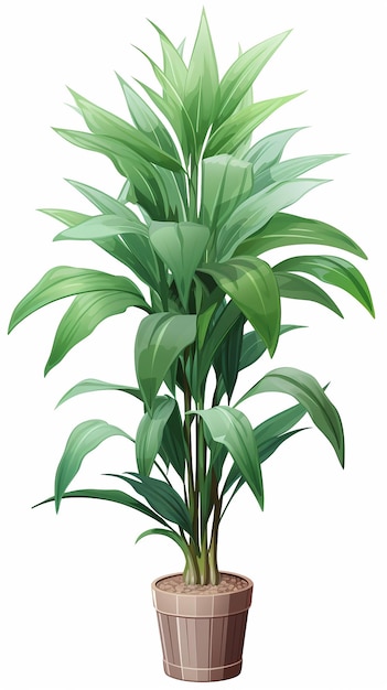 Photo la plante dracaena sur un fond transparent