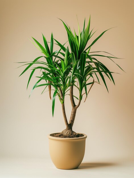 Plante de Dracaena en pot Session photo de studio sur un fond de couleur solide isolé Photographie de profil de plante de fleur à domicile Illustration générée par Ai Image d'application botanique