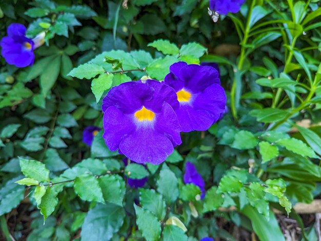 Photo une plante du nom scientifique thunbergia erecta fleurit avec des pétales violets