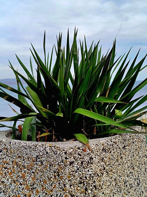 la plante du yucca