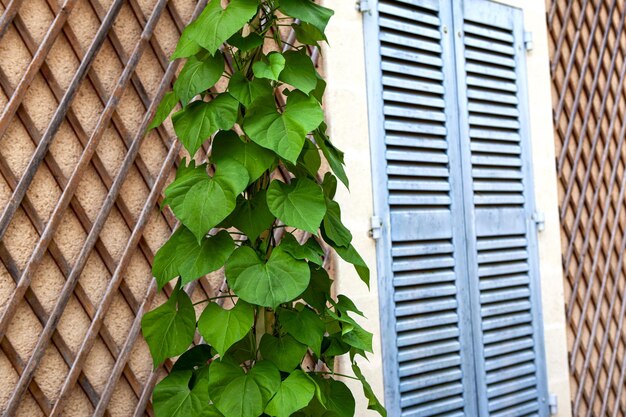 Photo plante d'escalade et volet fermé