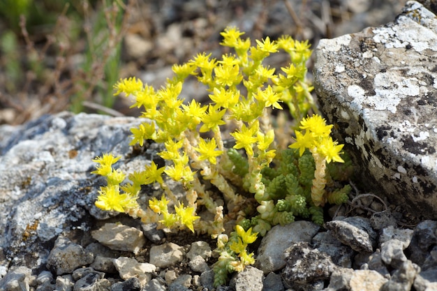 Plante d'été à petites fleurs jaunes sur pierre