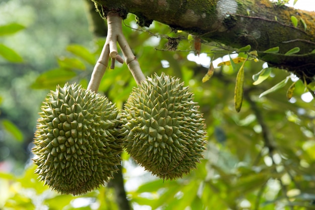 Plante exotique de Durian