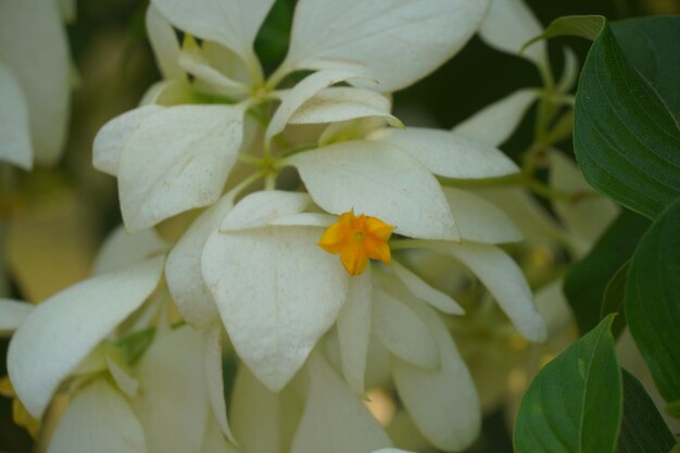 Photo une plante faite de fleurs blanches de nusa indah