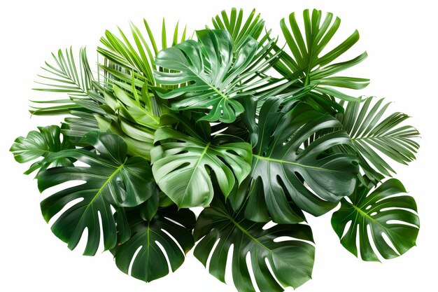 Photo une plante à feuillage tropical, un buisson de jungle, un arrangement floral isolé sur fond blanc avec des feuilles de palmier de monstera et de plantes tropicales.