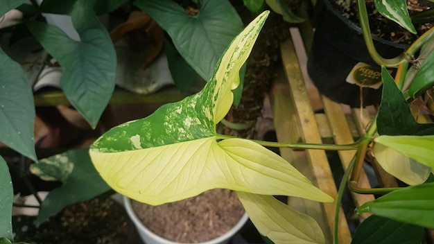 Une plante avec une feuille blanche avec une feuille verte et des taches blanches.