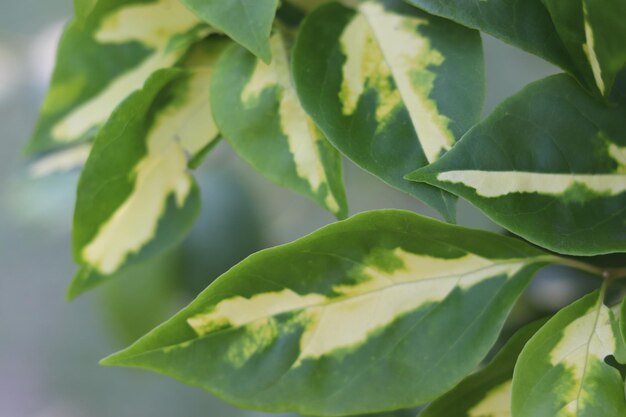 Une plante avec une feuille jaune et blanche