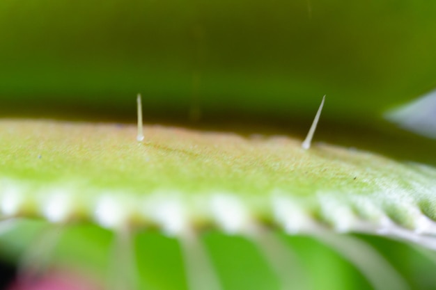 Une plante avec une feuille verte et le mot Vénus dessus