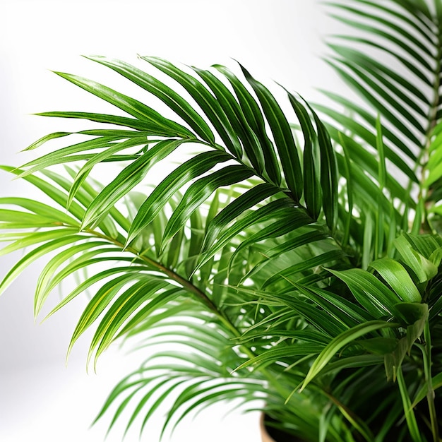 Une plante avec une feuille verte qui est dans un pot