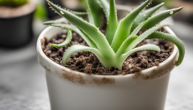 une plante avec une feuille verte qui est étiquetée cactus