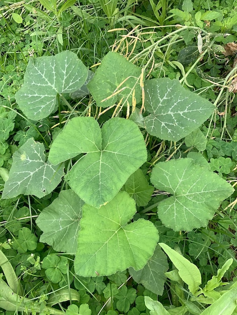 Une plante avec les feuilles de la plante