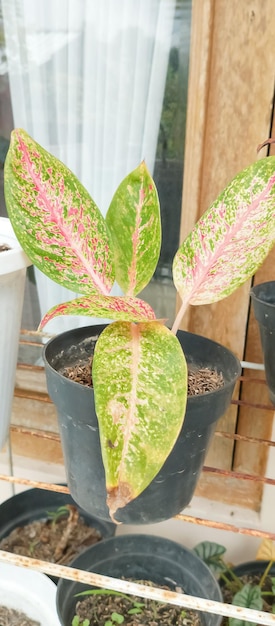 Photo une plante avec des feuilles roses et vertes dans un pot
