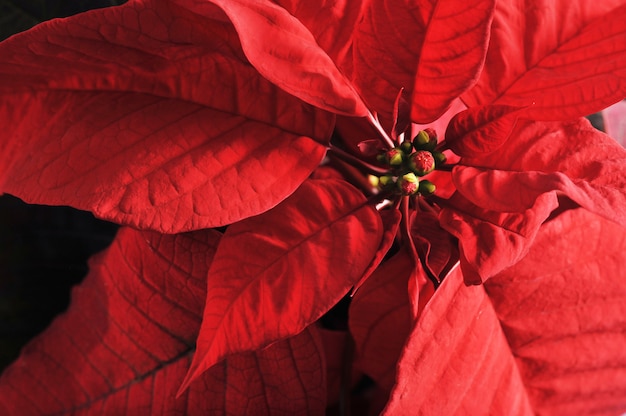 Plante, feuilles rouges, poinsettias, noël, fond