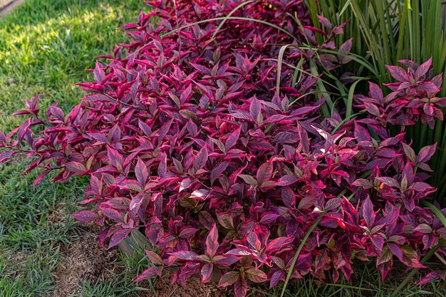 Plante à feuilles de rubis