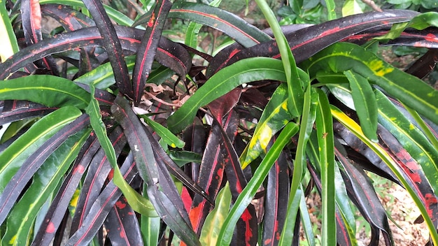 Photo plante à feuilles tropicales