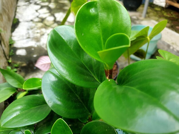 Plante à feuilles vertes dans le jardin Beauté d'arrière-plan photo de haute qualité