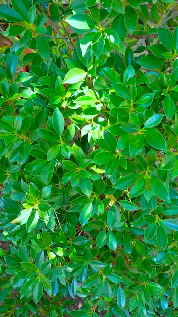 Une plante avec des feuilles vertes et une feuille vert clair