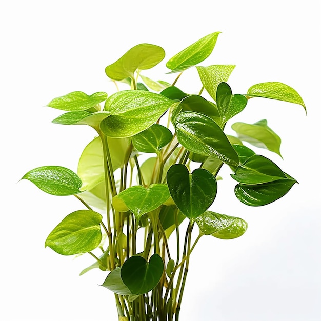 Une plante avec des feuilles vertes et des feuilles vertes est dans un vase.