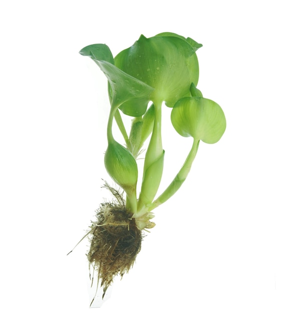 Une plante avec des feuilles vertes et un fond blanc