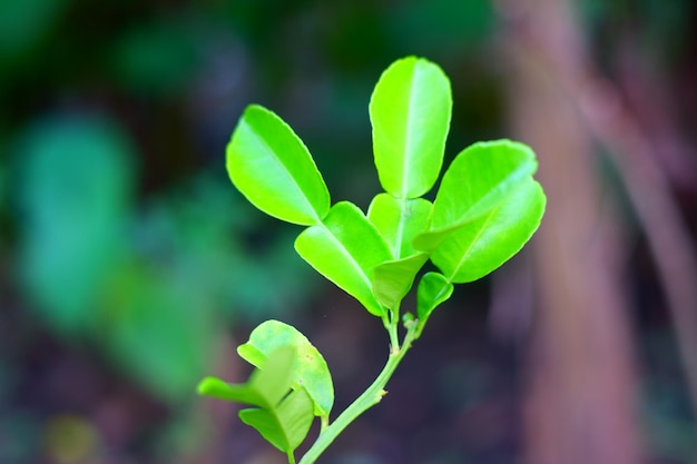 Photo une plante avec des feuilles vertes et un fond vert