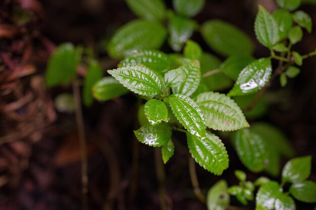 Une plante avec des feuilles vertes et le mot " love " sur le dessus.