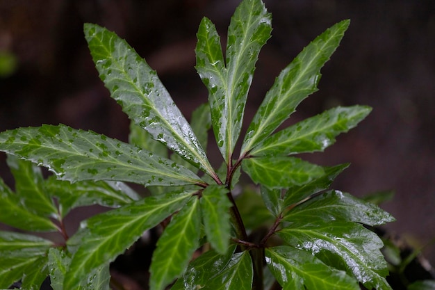 Une plante avec des feuilles vertes et le mot sauvage sur le dessus