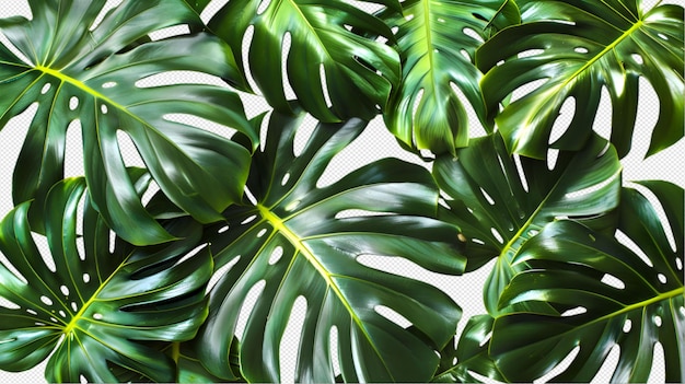 Photo une plante avec des feuilles vertes et un point jaune sur le dessus