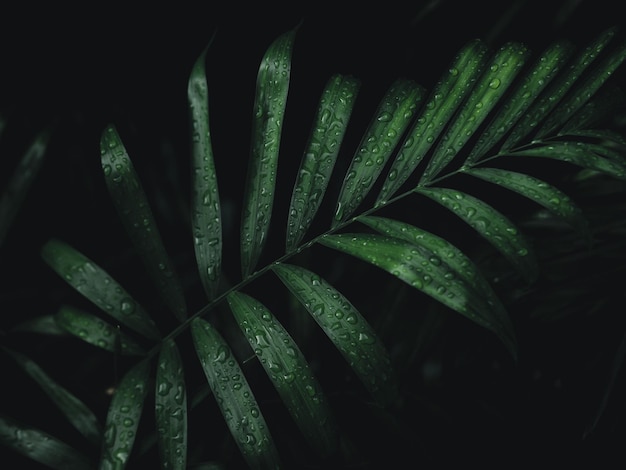 une plante avec des feuilles vertes qui dit " pluie " sur le fond.