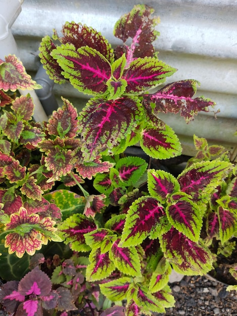 Une plante avec des feuilles vertes et roses et le mot " love " dessus.