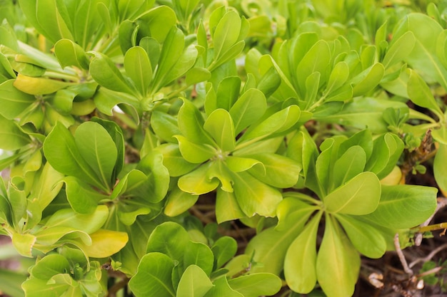 Une plante avec des feuilles vertes et des taches jaunes est représentée.