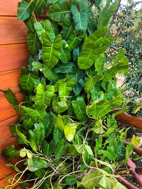 Une plante à feuilles