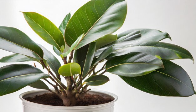 Photo plante de ficus en pot isolée sur fond blanc