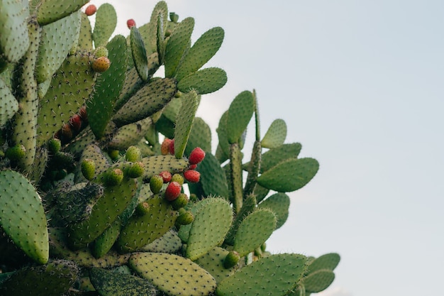 Plante de figuier de Barbarie avec des fruits.