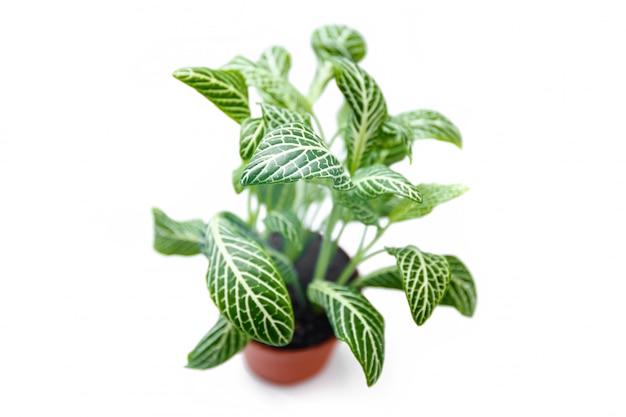 Plante Fittonia sur fond blanc.