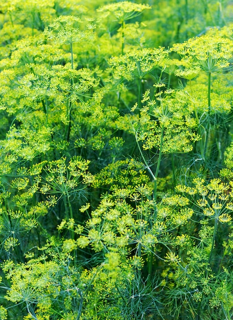 Plante et fleur d'aneth comme fond vert. Fenouil en fleurs. Plante d'herbes à l'aneth en fleurs dans le jardin.