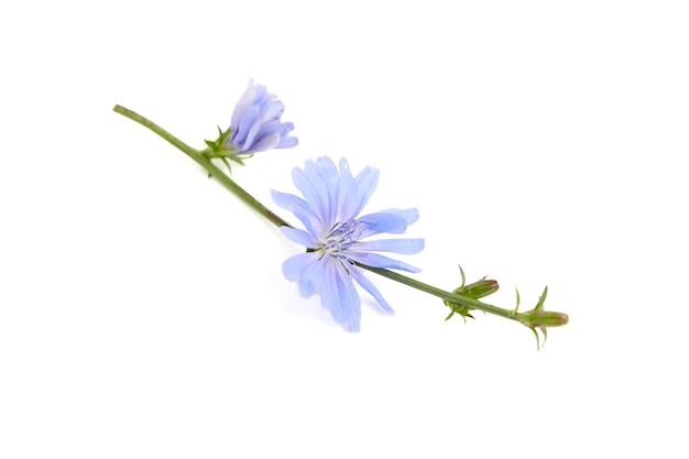 Plante fleur bleue chicorée isolée