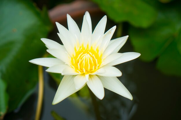 plante et fleur dans le jardin