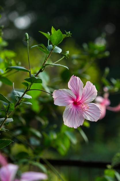 Plante fleur d&#39;hibiscus