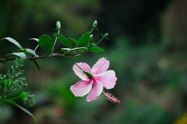 Plante fleur d&#39;hibiscus