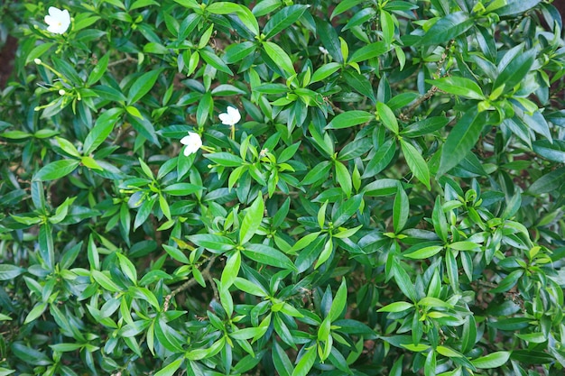 plante de fleur de jasmin en arrière-plan naturel.