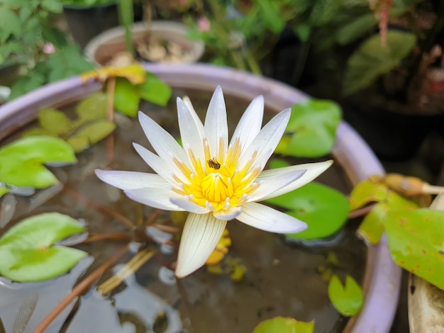 Plante de fleur de lotus et abeilles dans le jardin