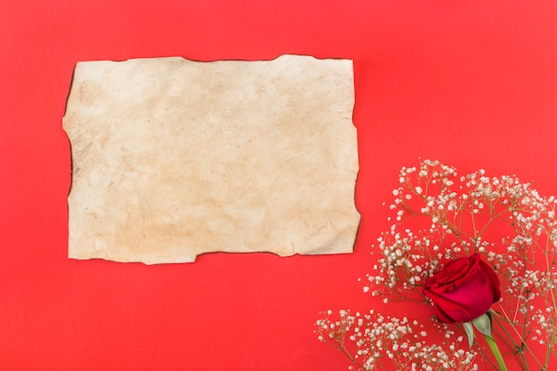 Plante et fleur merveilleuse près du papier