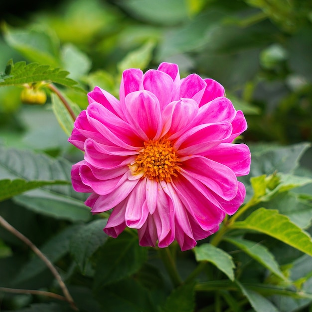 plante de fleur rose romantique dans le jardin