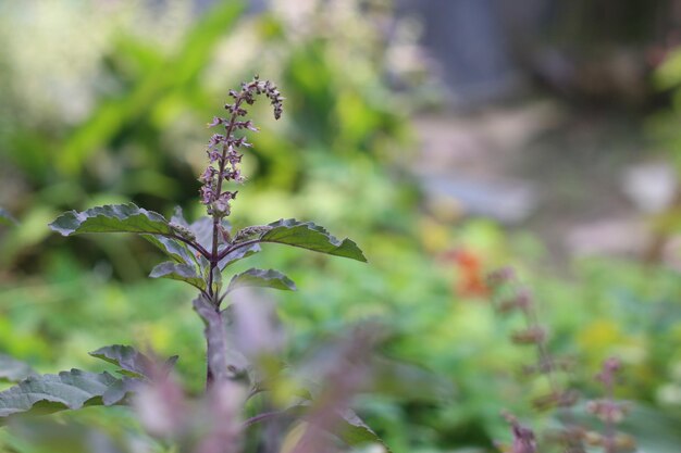 Une plante avec une fleur violette au premier plan