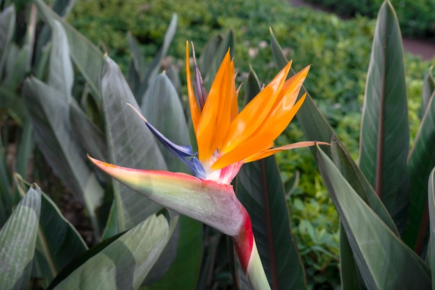 Plante fleurie Strelitzia Belle fleur orange sur l'île de Madère