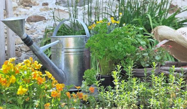 Plante et fleurs aromatiques avec un arrosoir rustique dans un jardin