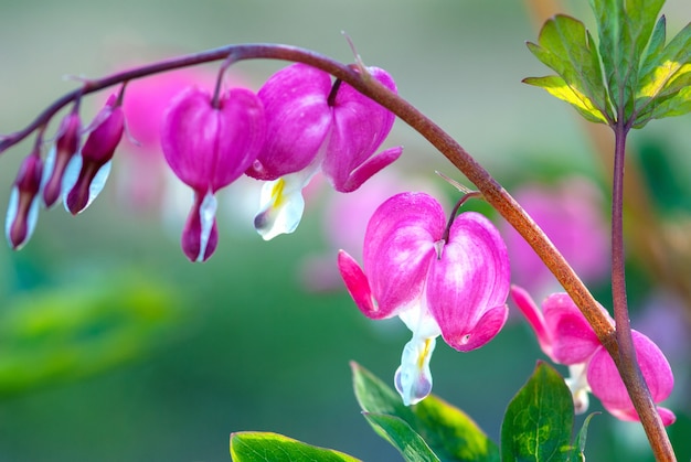 Plante à fleurs asiatique bloodingheart Lamprocapnos spectabilis L Fukuhara