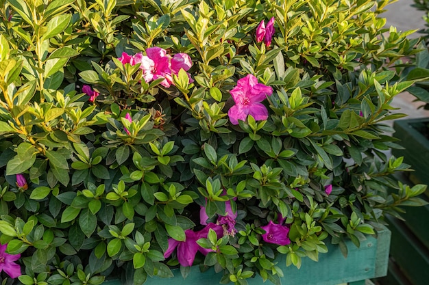 Plante à fleurs d'azalée