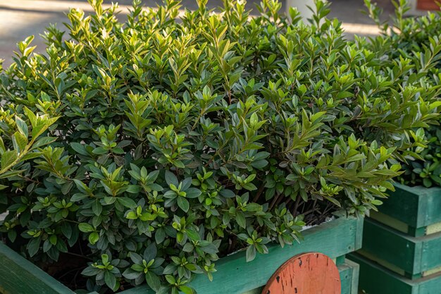 Plante à fleurs d'azalée